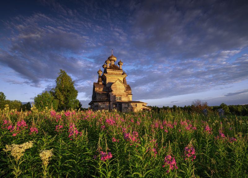 В зарослях Иван-чая фото превью
