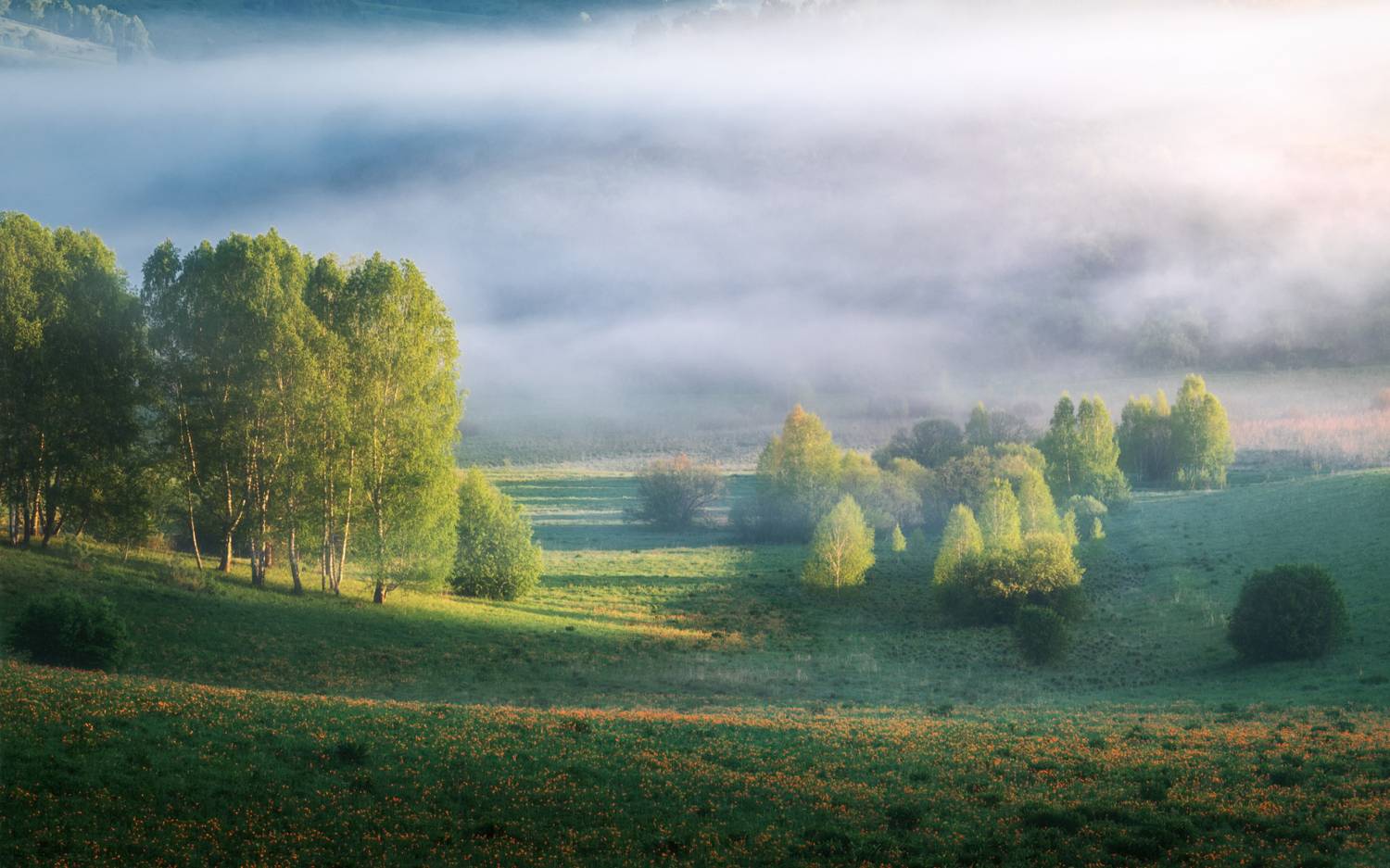алтайский край, алтайский район, холмогорье, предгорья, алтайское холмогорье, весна на алтае, весенний алтай, предгорья алтая, огоньки, жарки, купальница азиатская, Рубан Елена
