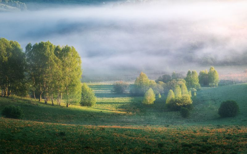 алтайский край, алтайский район, холмогорье, предгорья, алтайское холмогорье, весна на алтае, весенний алтай, предгорья алтая, огоньки, жарки, купальница азиатская Туманные лога Холмогорья фото превью