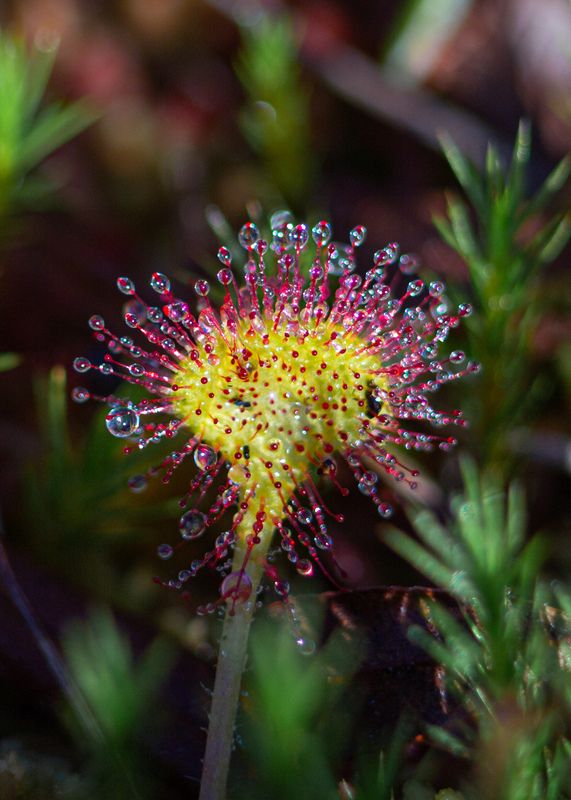 Росянка в росе фото превью