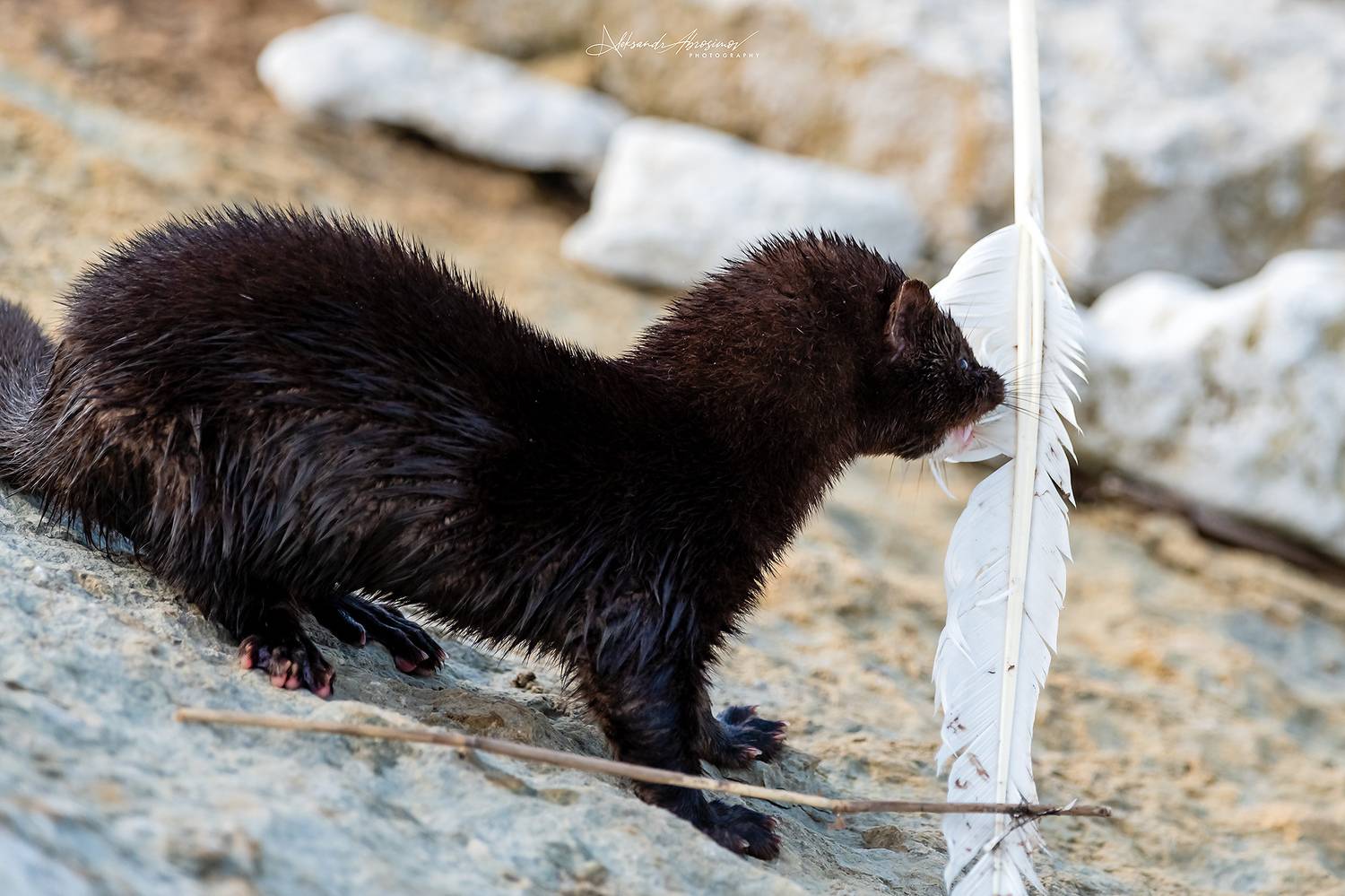 , Абросимов Александр