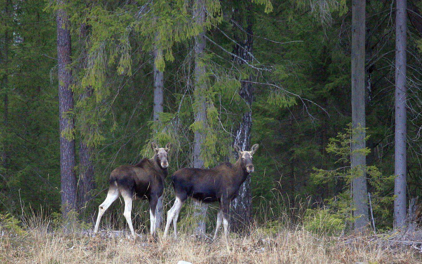 , Андрей Шимчук
