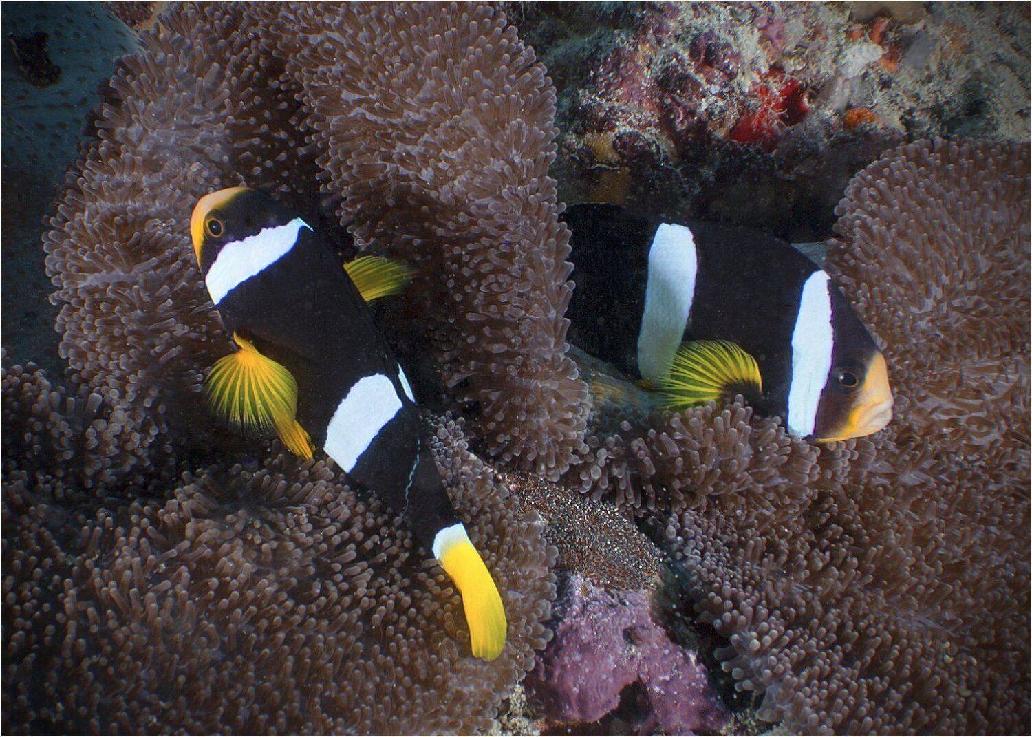 , Сергей Гаспарян