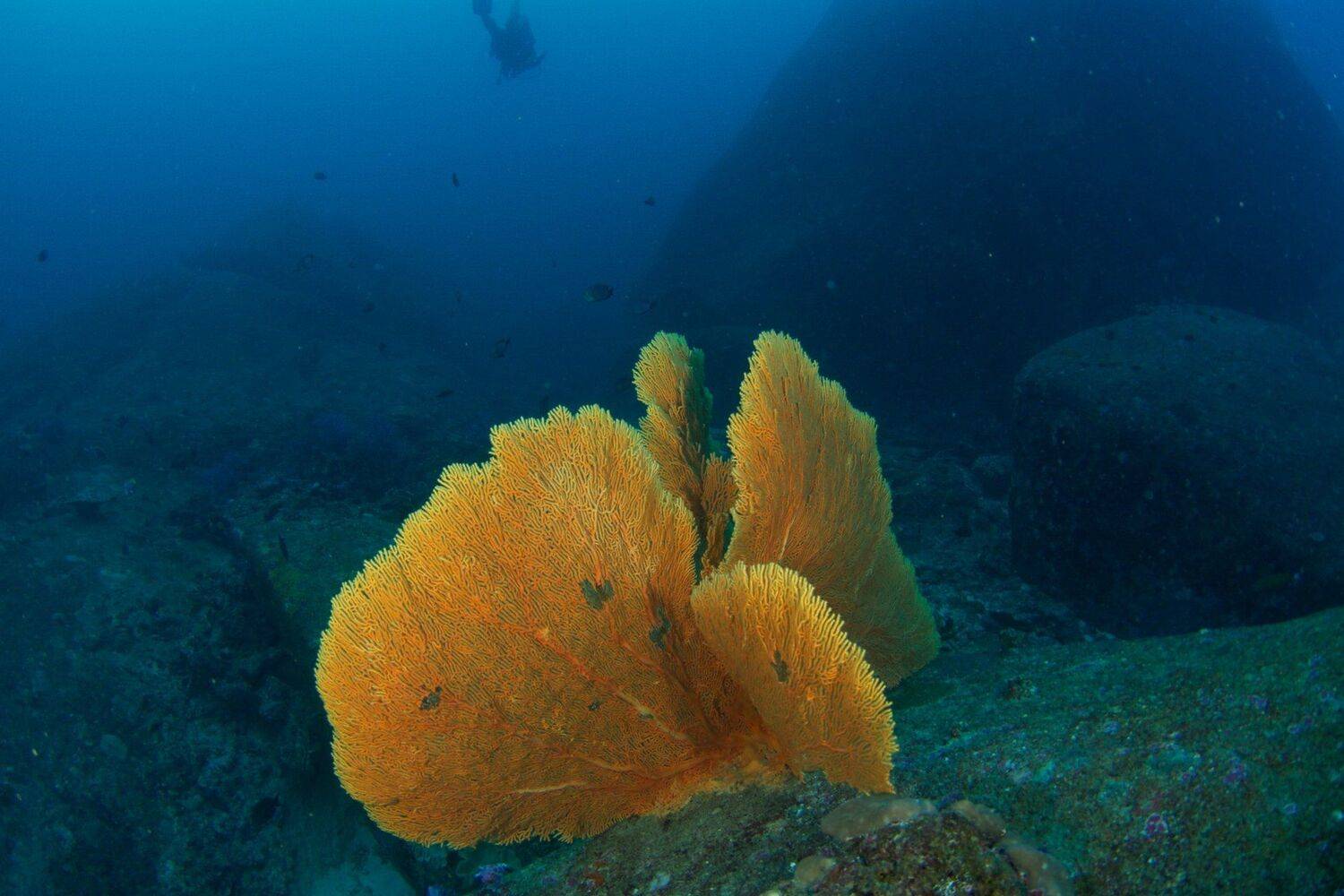 Андаманское море, Дайвинг, Кораллы, Погружение, Симиланские острова, Никифоров Егор