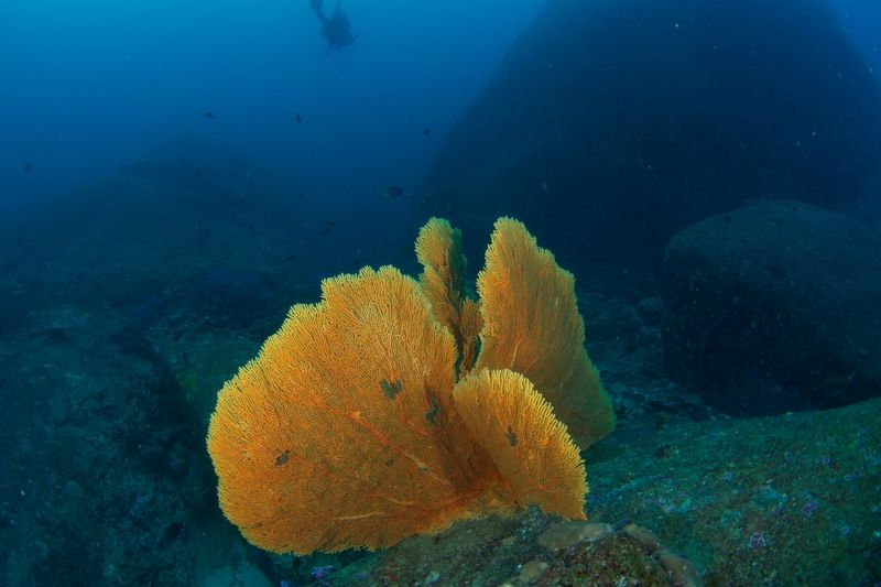 Андаманское море, Дайвинг, Кораллы, Погружение, Симиланские острова Краски моря фото превью