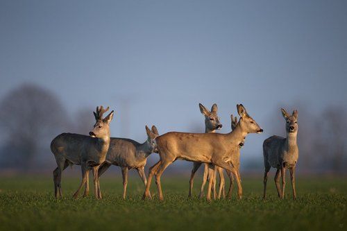 Herd
