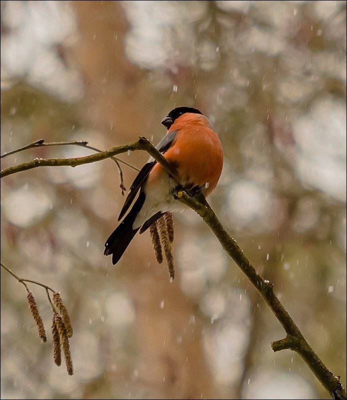 , Бурлов Андрей