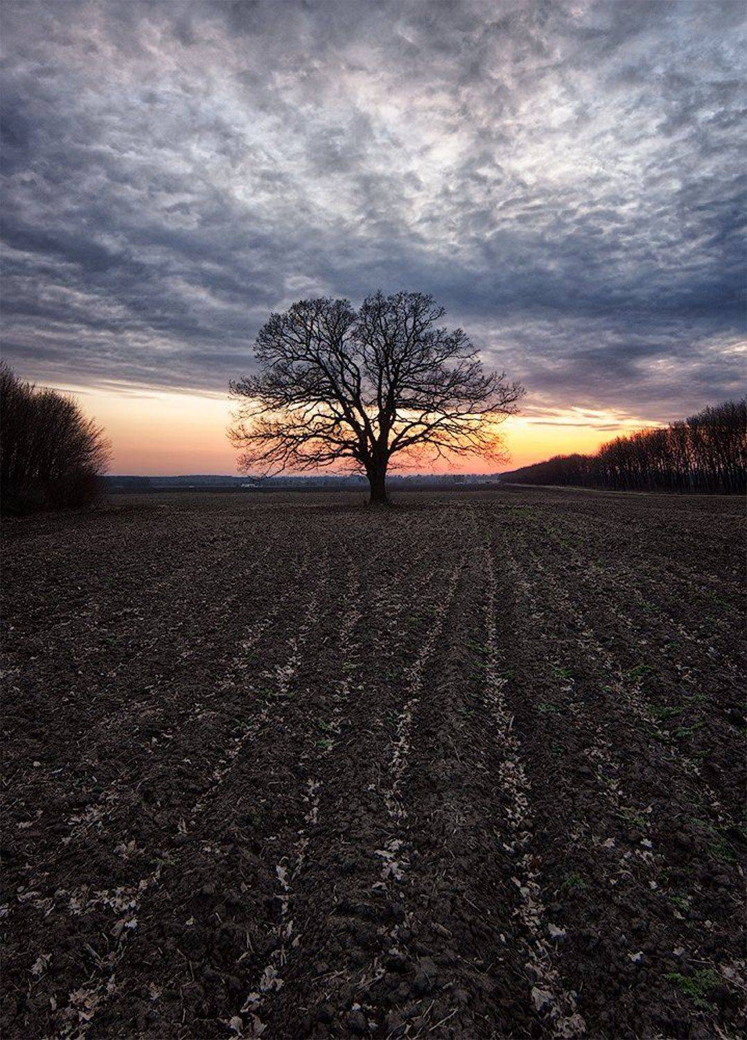 Вечер, Март, Одиночество, Поле, flyman