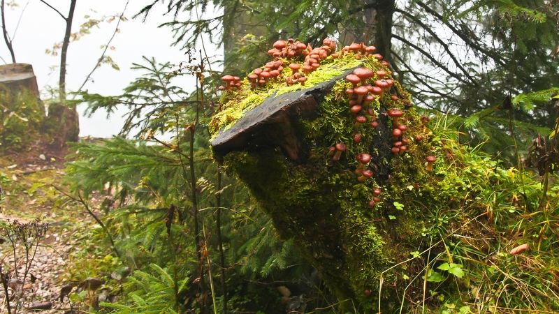 Это Осень фото превью