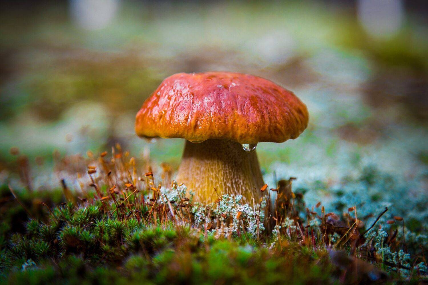 Печора, Анатолий