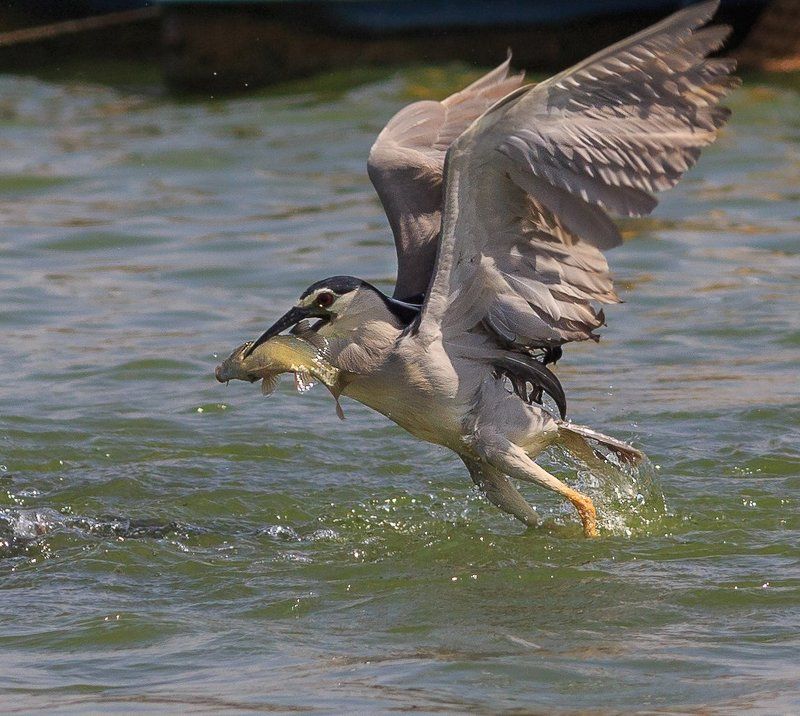 удачливый рыбак фото превью
