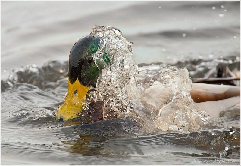 Anas platyrhynchos, Кряква Головомойка фото превью
