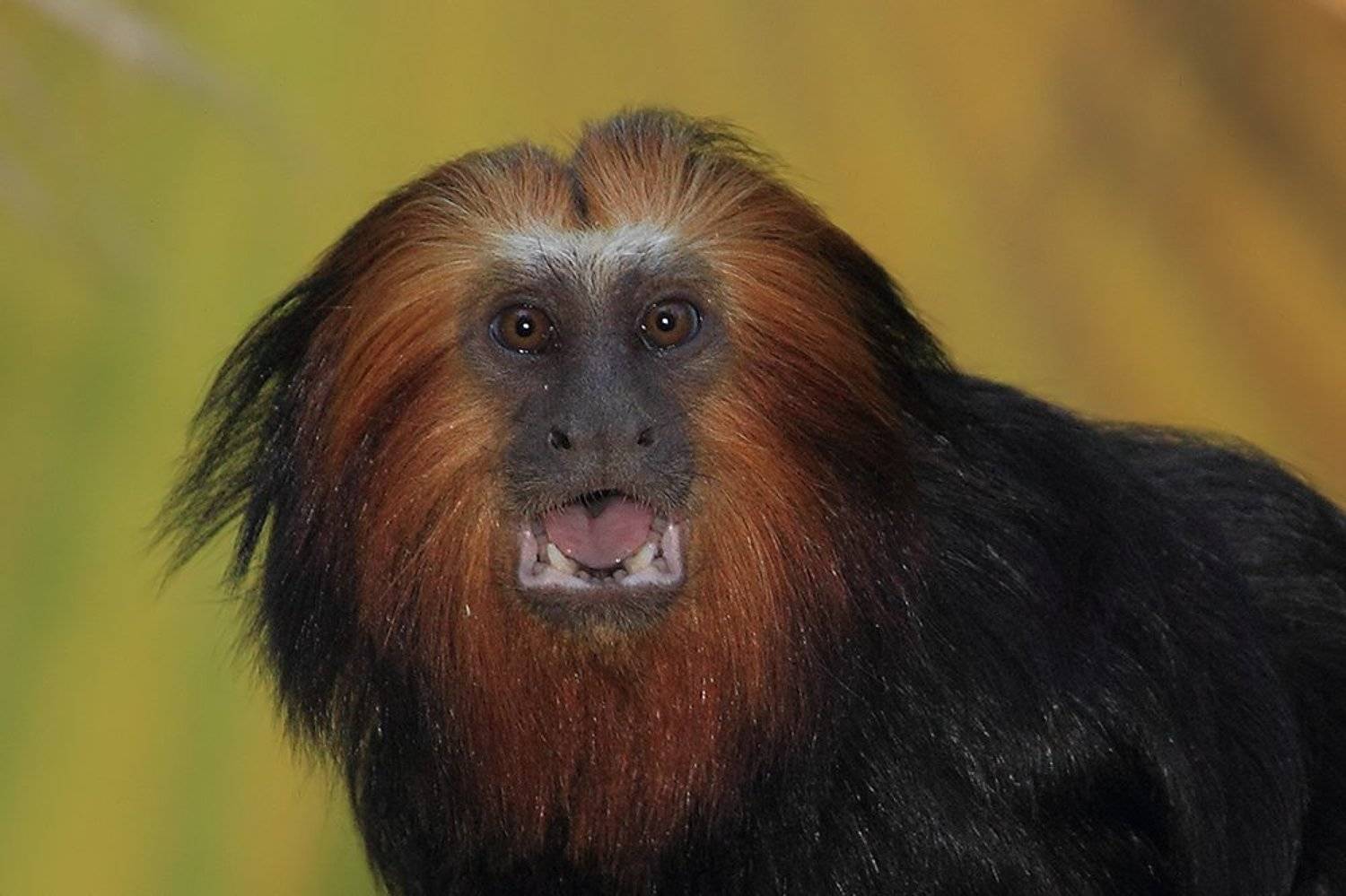 animals, monkey, tamarin, 7D, животные, тамарин, обезьяна , Yuri Gomelsky