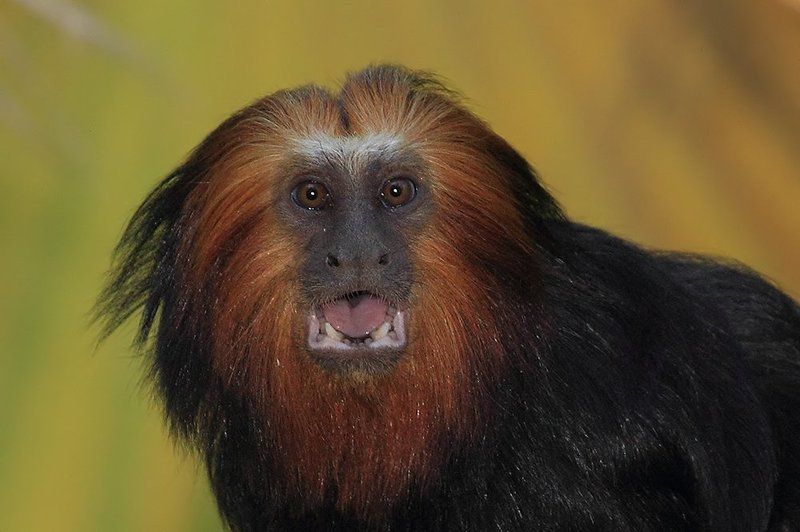 animals, monkey, tamarin, 7D, животные, тамарин, обезьяна  Wow! фото превью