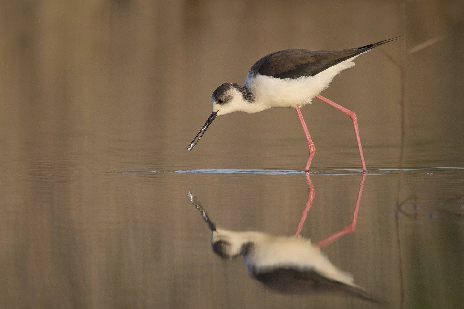 , Евгени Стефанов