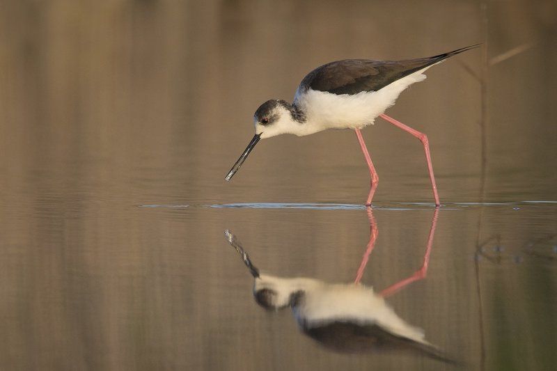 Ходулочник фото превью