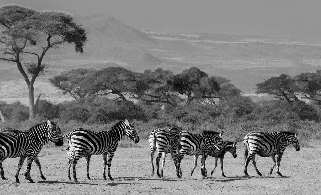 зебры, саванна, Африка, Кения, Марина Мудрова