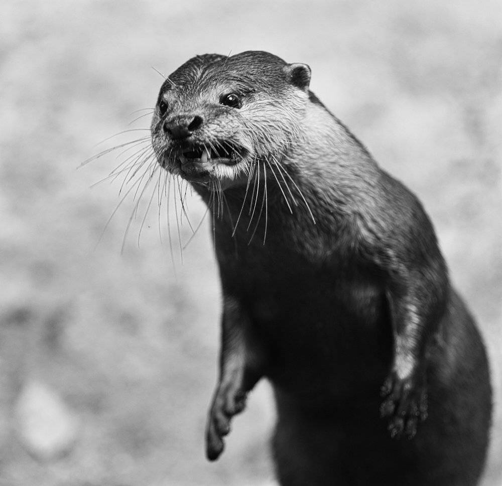 Выдра, Злюка, Морда, Оскал, Раздражение, ALLA SOKOLOVA