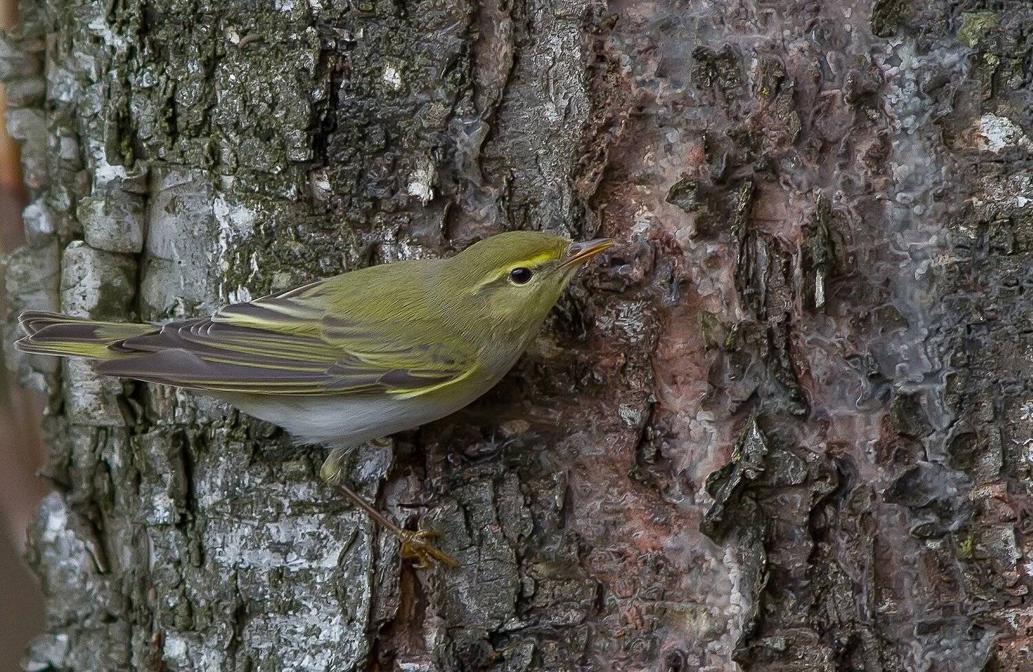Весничка, птицы, Тесленко Игорь