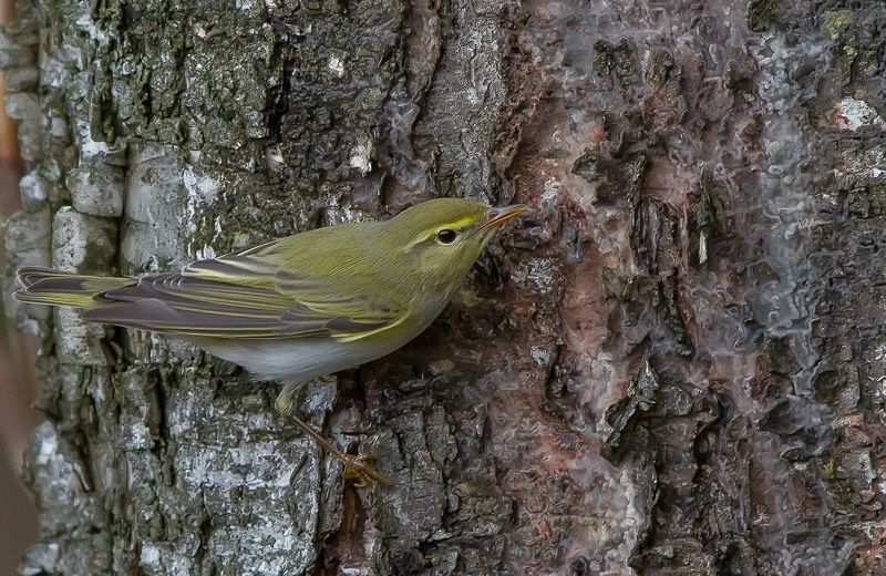 Весничка, птицы Пеночка-весничка  фото превью