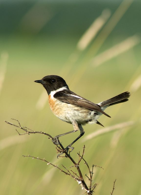 Фотоохота фото превью