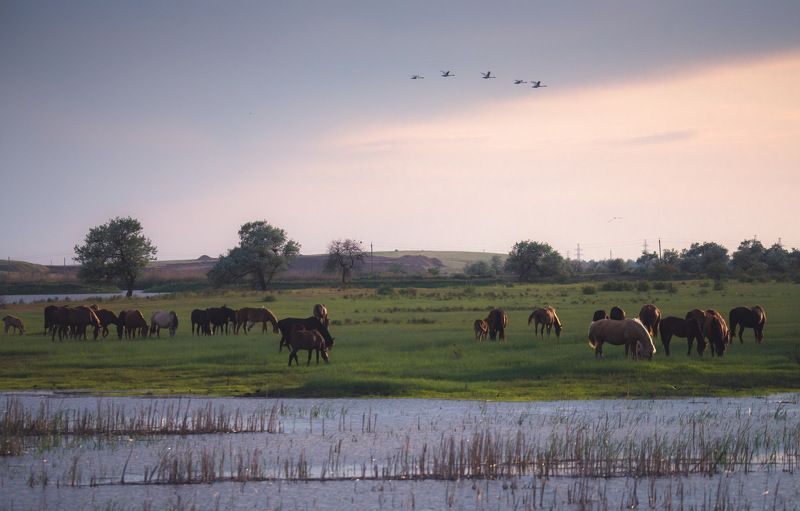 Веселая Грива фото превью