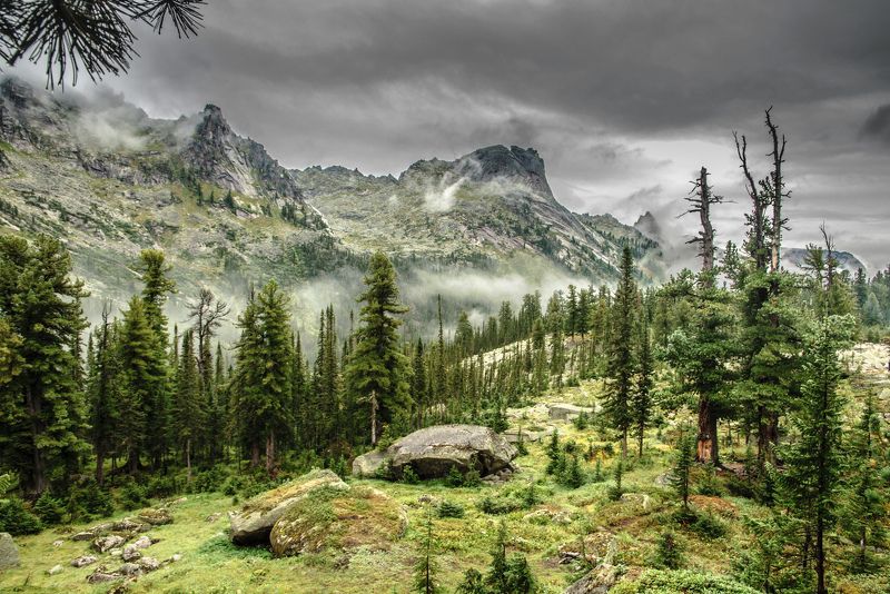 заколдованный лес фото превью