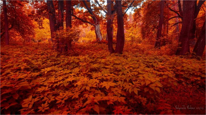 Деревья, Дрозды, Красный, Минск, Парк Охра фото превью