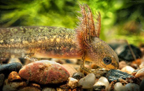 Triturus vulgaris: метаморфоз