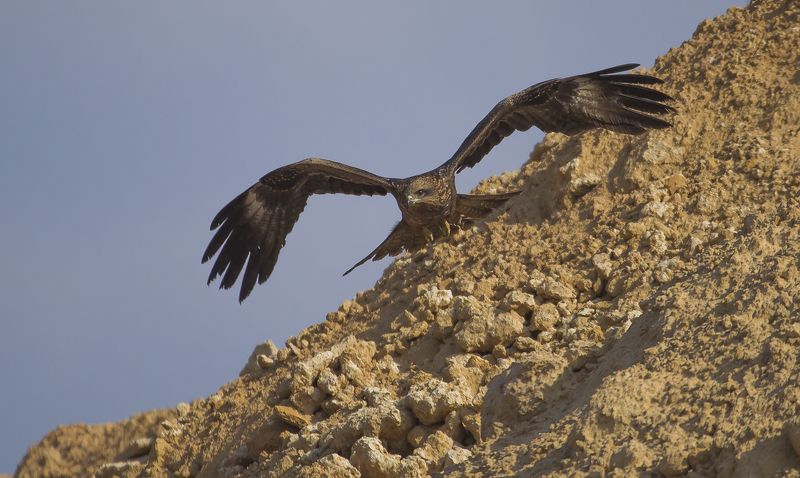 черный коршун.зима-весна.Израиль 2016 фото превью