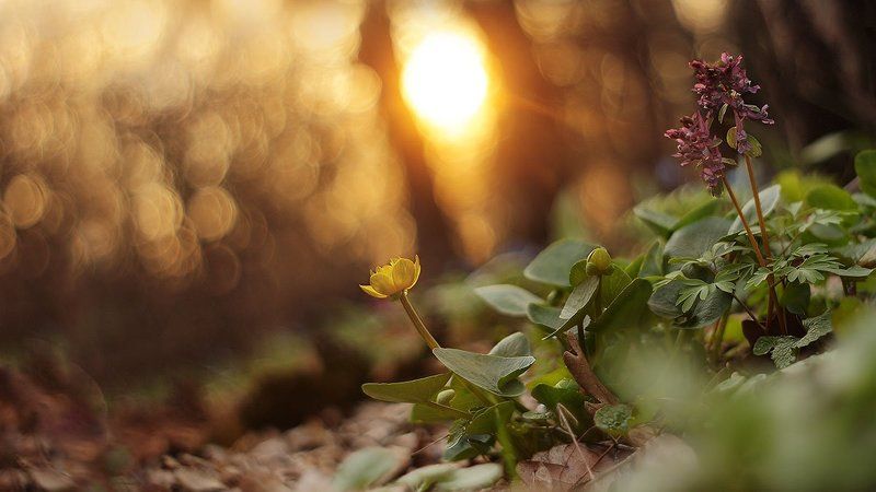 Goodbye sun ! фото превью