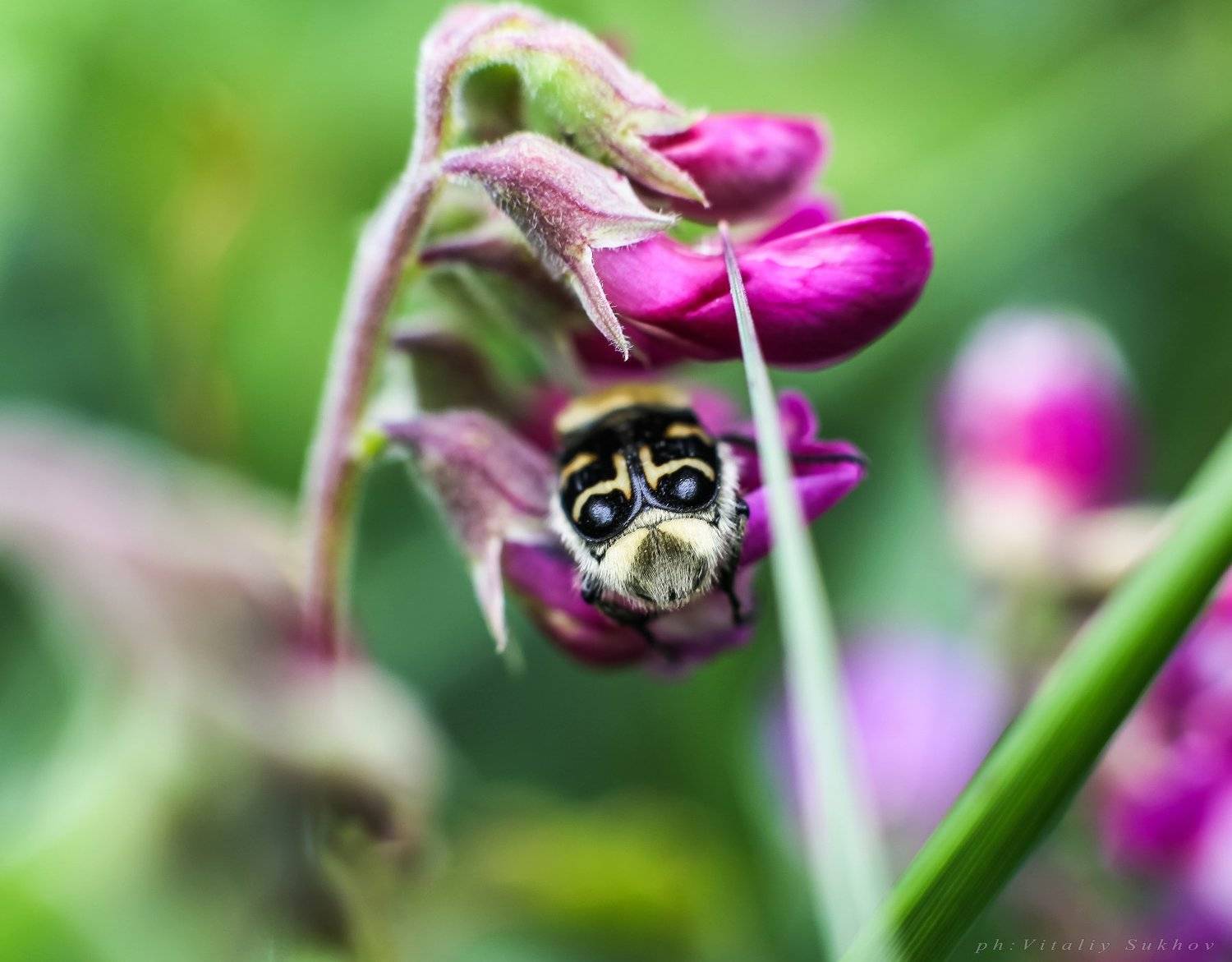 , Сухов Виталий