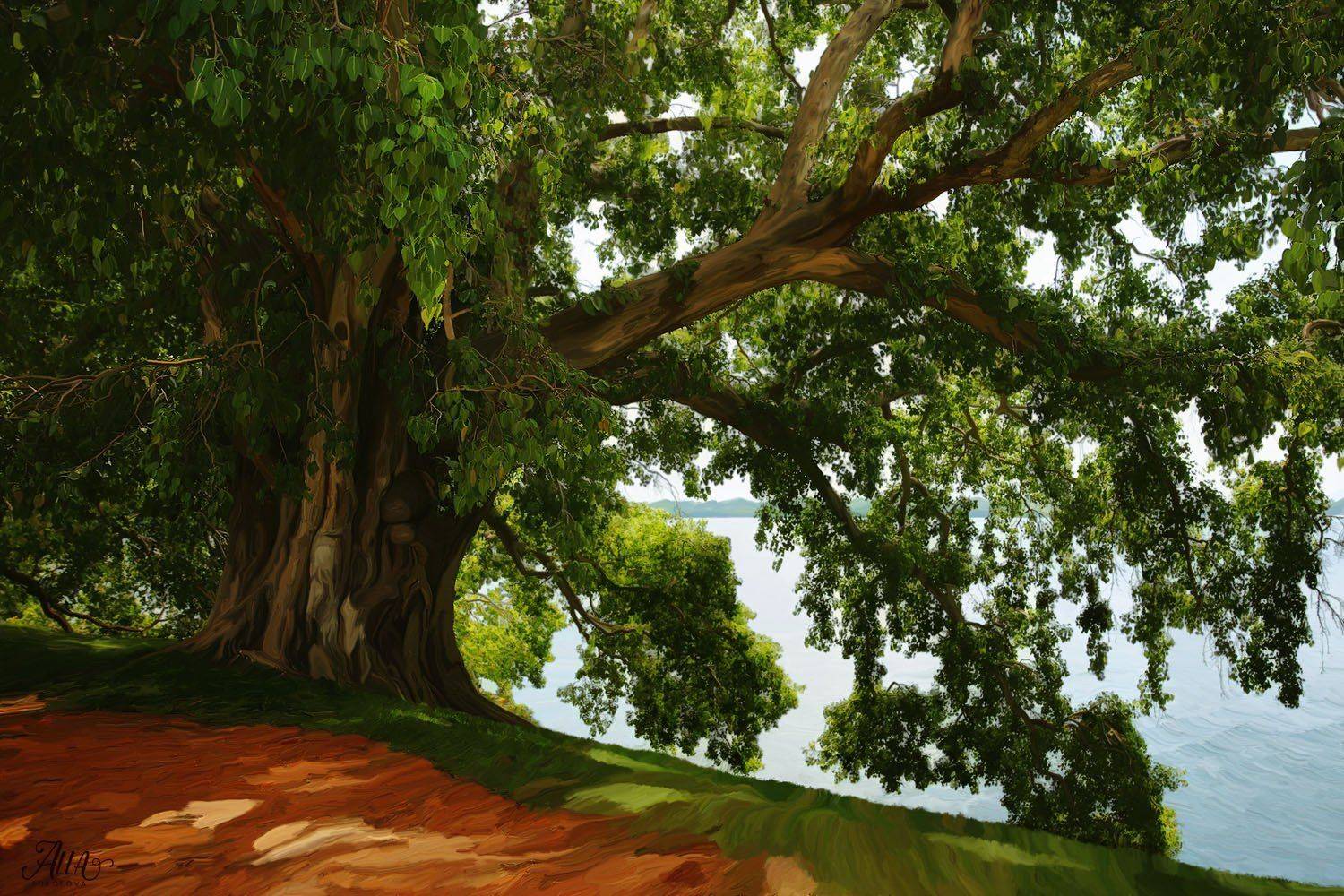 Берег, Дерево, Листва, Ствол, Тень, Фикус, Шри-ланка, ALLA SOKOLOVA