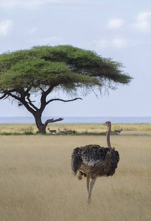 саванна, кения, африка, сафари, страус, птица, Марина Мудрова