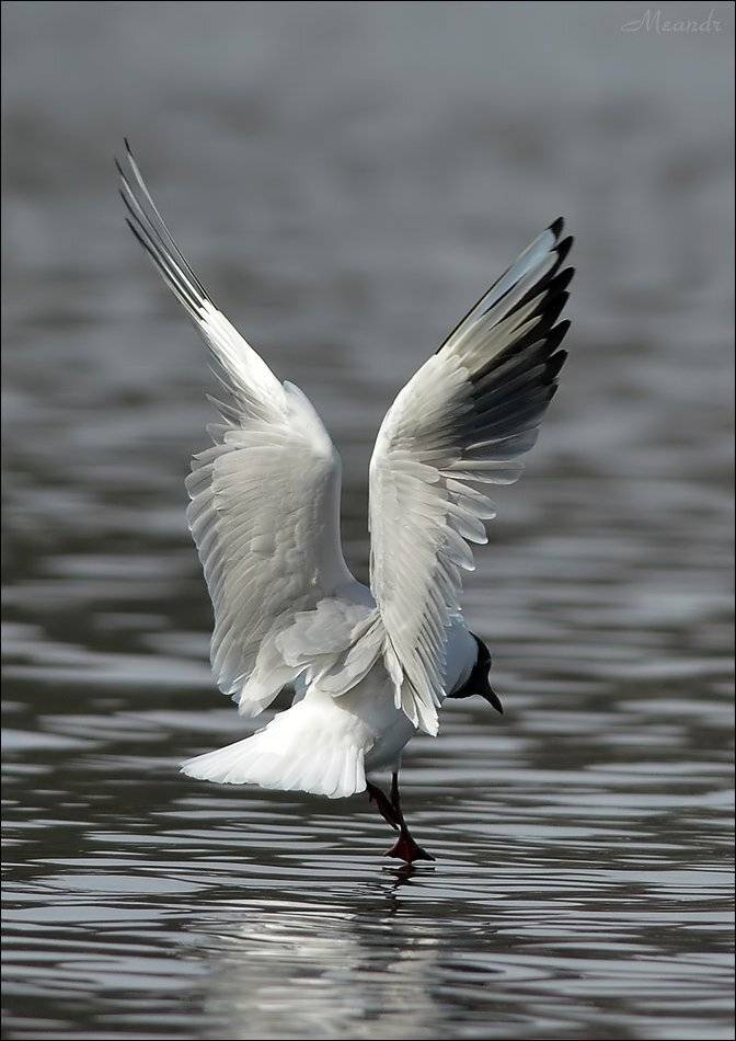 , Андрей Медведев