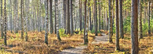 Morning in the forest