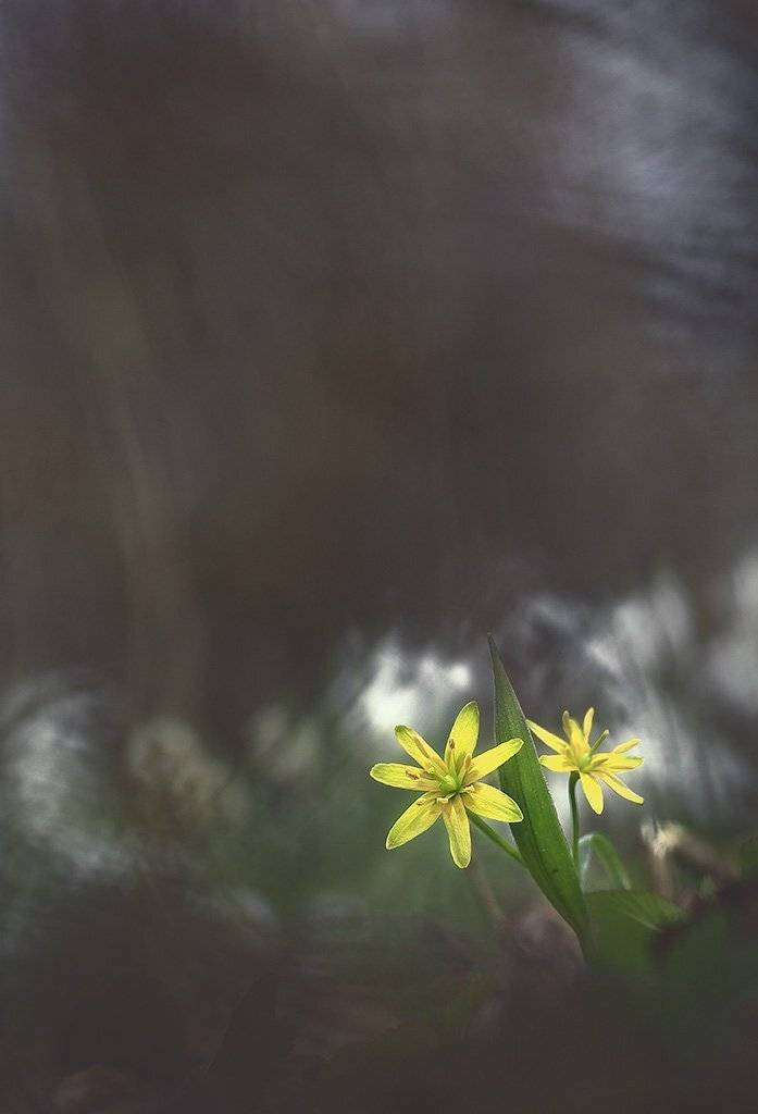 Цветы,подснежник,желтый,холодно,весна,пасмурно,лес,мох,свет,листья,зеленые,коричневые,ранняя,весенний,красивые, Виктор