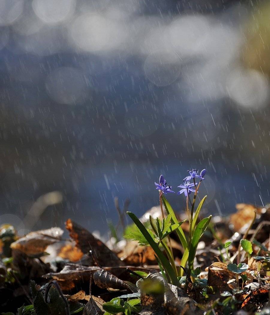 , Володимир Карчевський