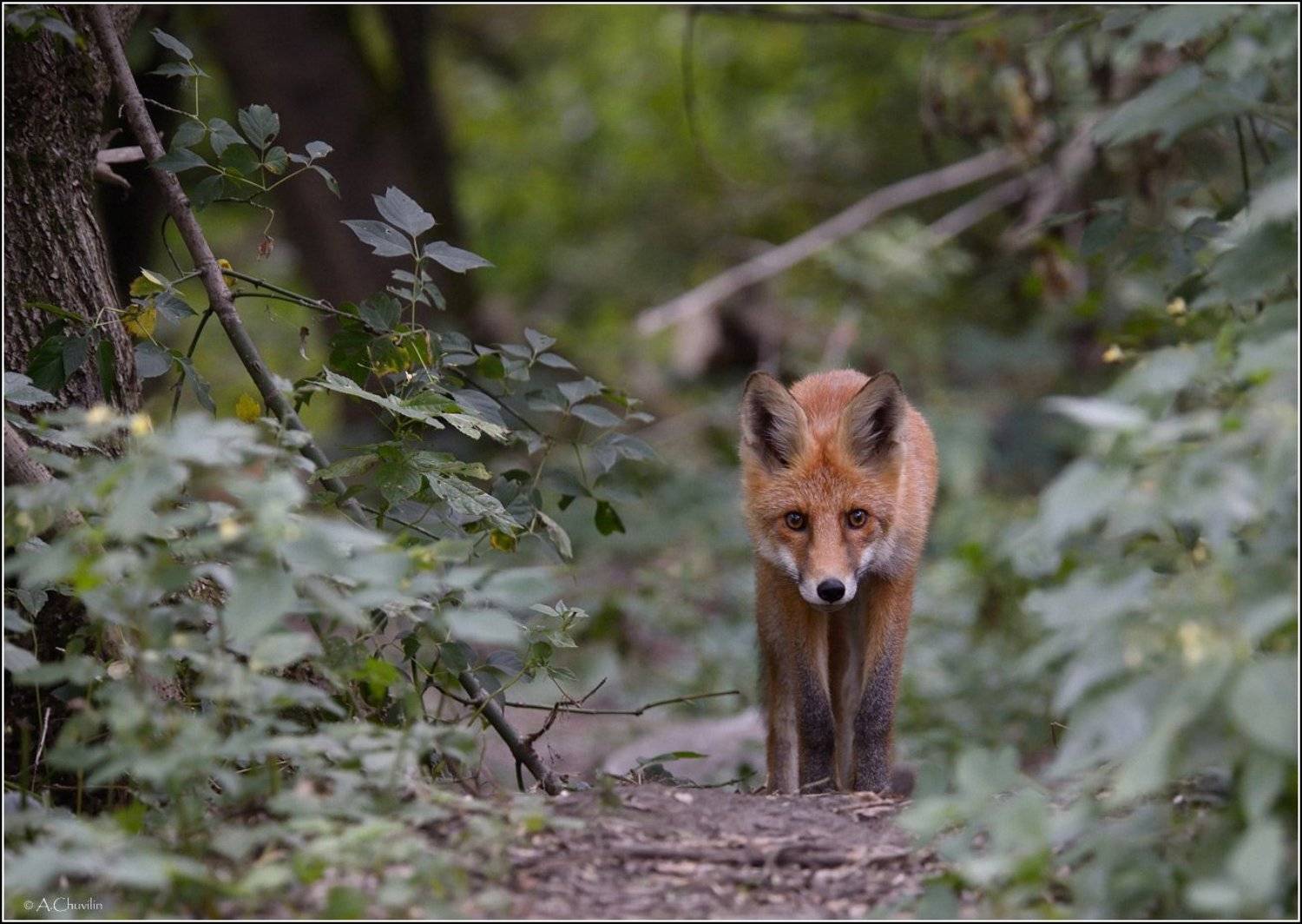 , Александр Чувилин