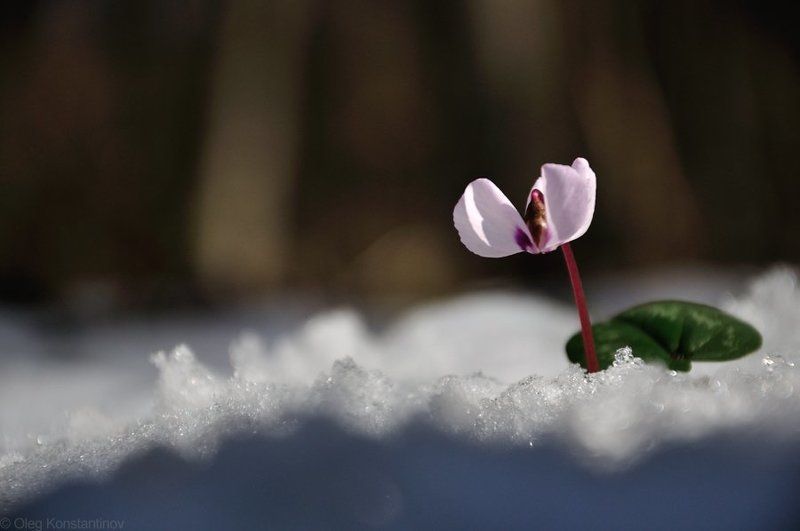 Весна, Первоцветы, Цикламен Sign of Spring фото превью