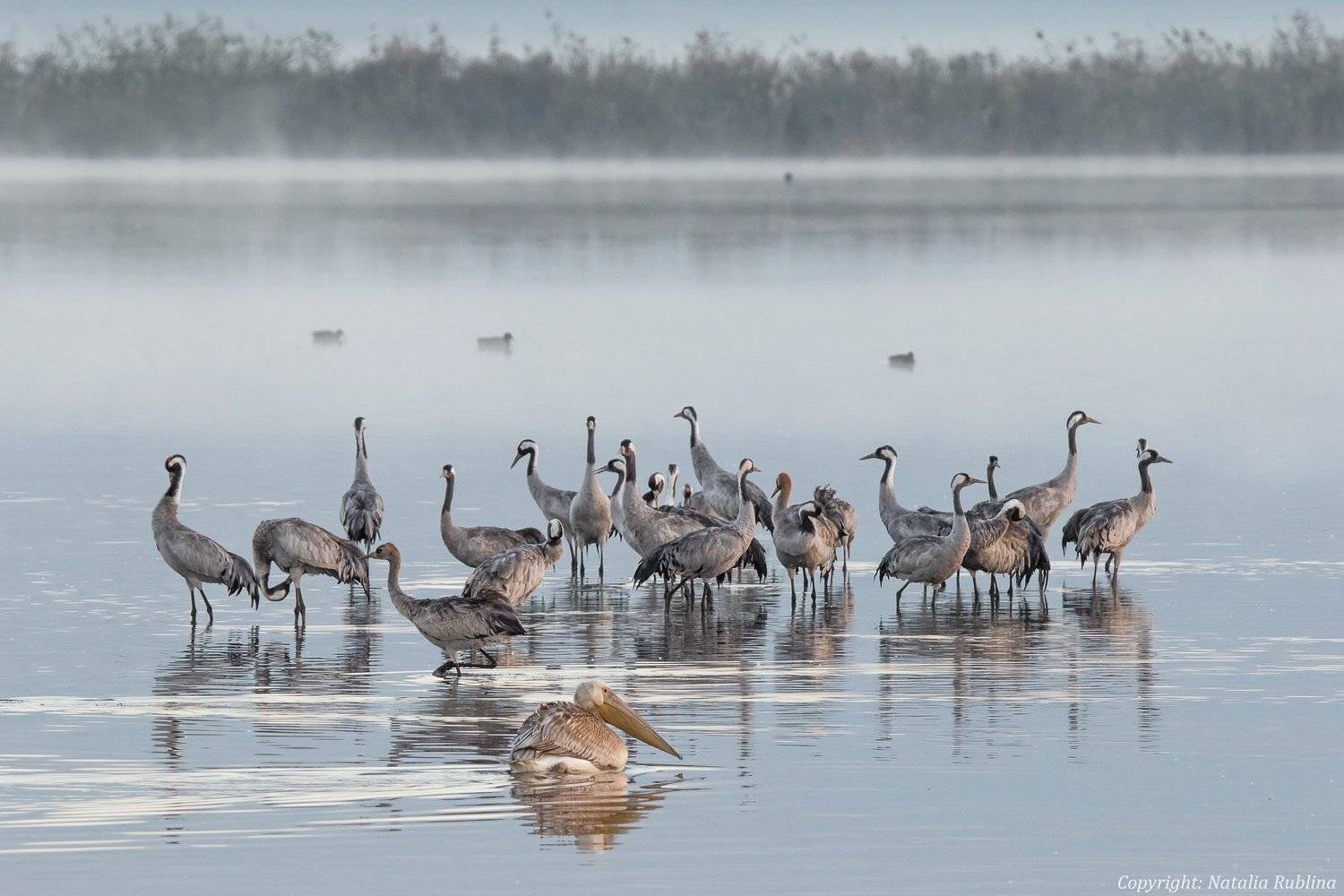 Животные, Журавли, Озеро, Пеликаны, Природа, Птицы, Туман, Утро, Наталья Рублина