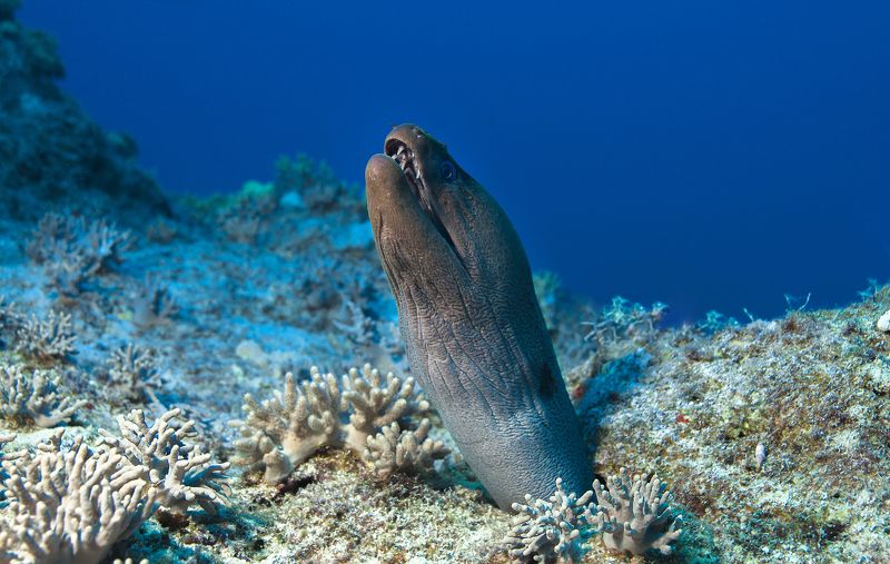 Мурена фото превью