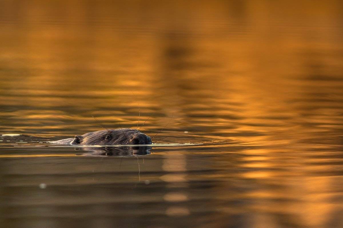 400 5.6, 50d, Animal, Beaver, Canon, Poland, Sokol, Łukasz Sok&oacute;ł