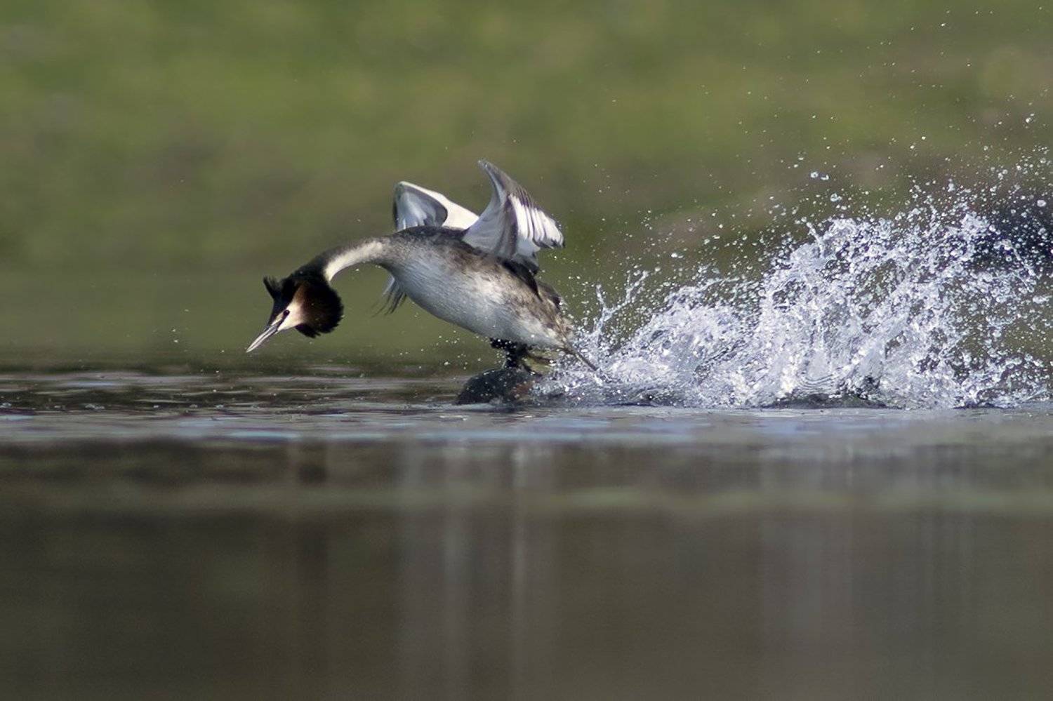 чомга, голям гмурец, Евгени Стефанов