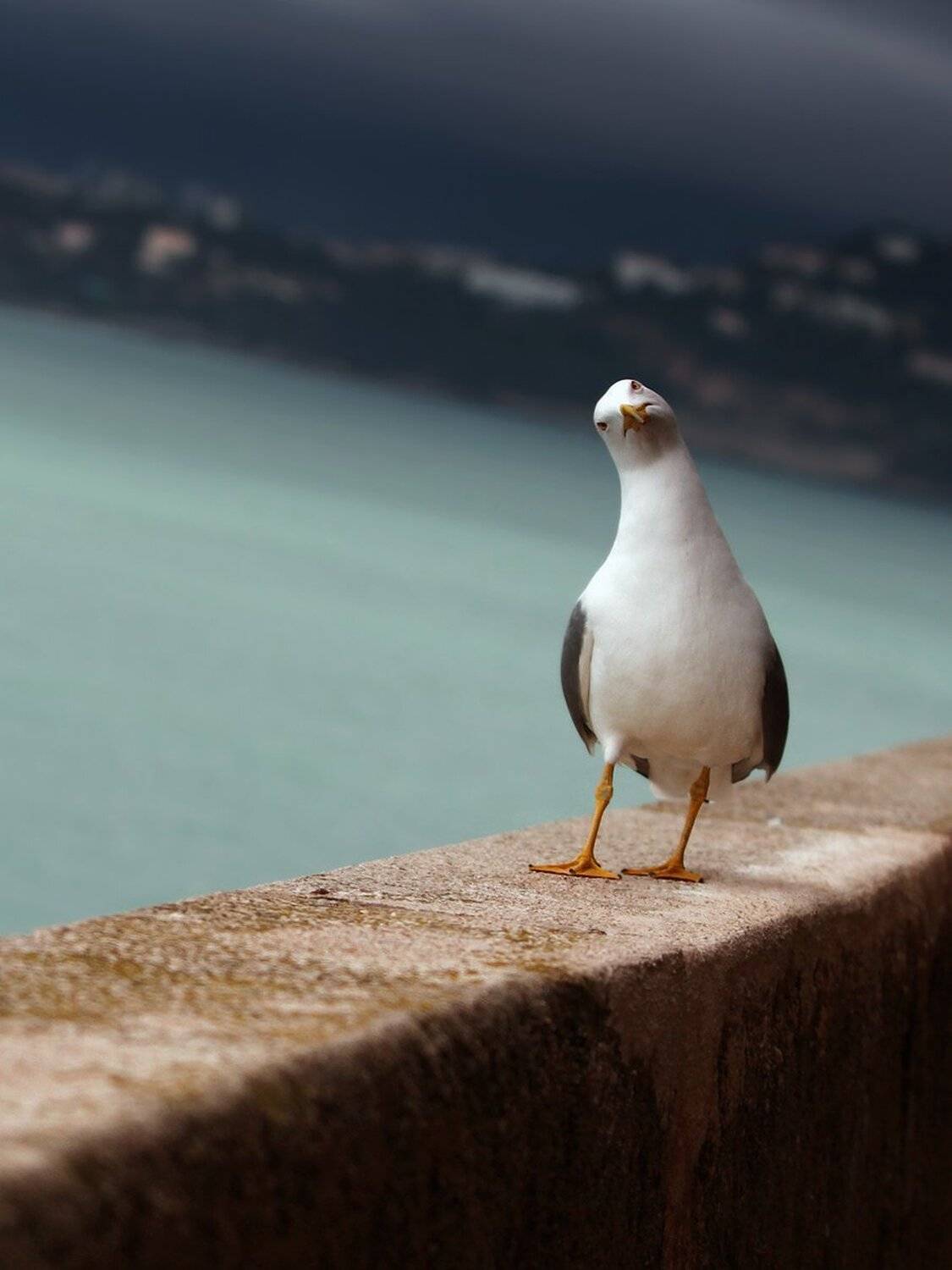 Горизонт, Интерес, Любопытство, Птица, Чайка, Шаги, ALLA SOKOLOVA