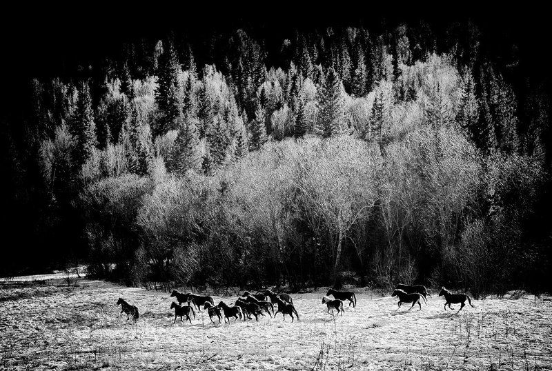 Табун фото превью