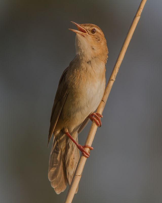 Соловьиный, сверчок, птицы, славковые Соловьиный сверчок фото превью