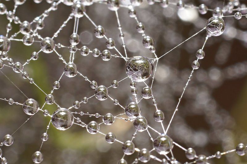 Дождь, Капли, Коми, Макро, Паутина, Печора Бусики фото превью