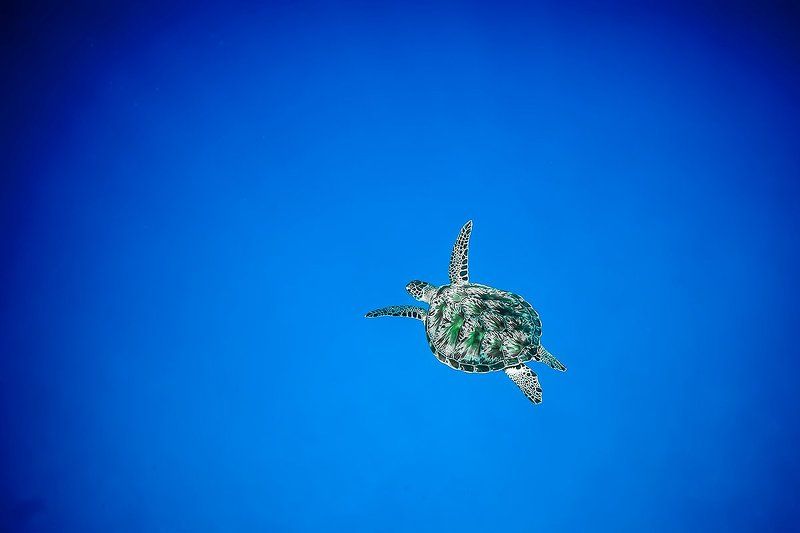 Turtle, Индийский океан, Мальдивы, Подводная съемка, Подводное фото, Тайланд, Цейлон, Черепаха Одинокий странник фото превью