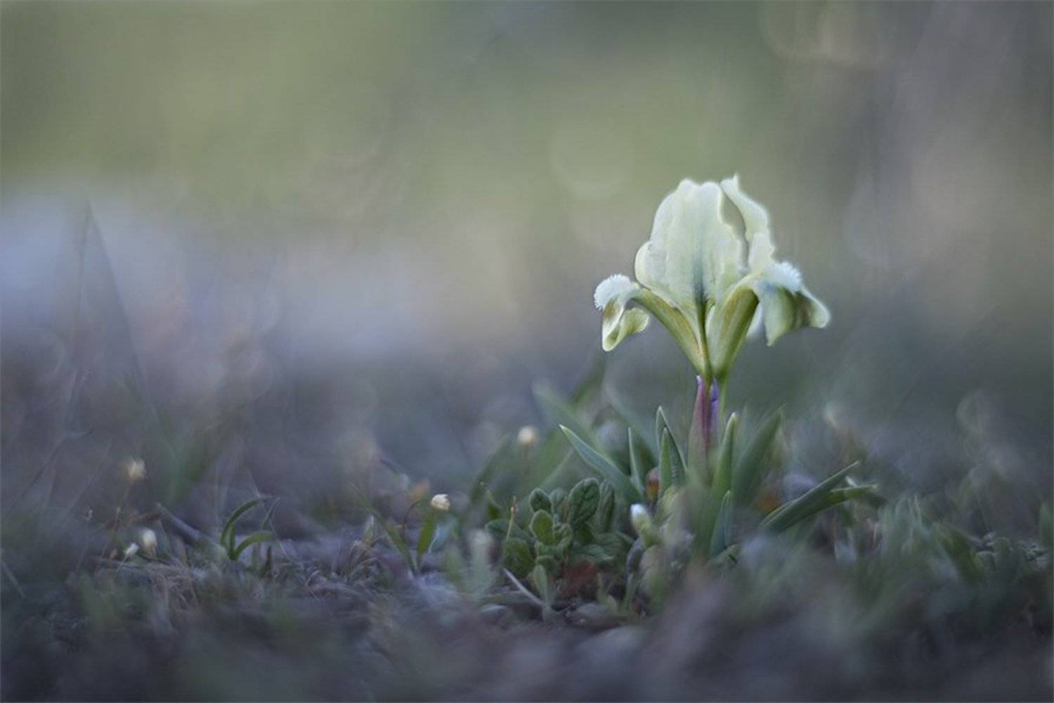 , Наталья Ова